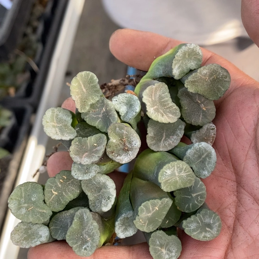 16150 9一颗实生大蘑菇万象 超级618福利