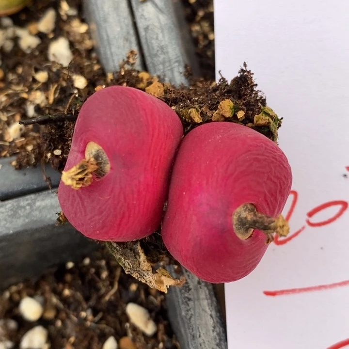 2036一颗一颗一颗