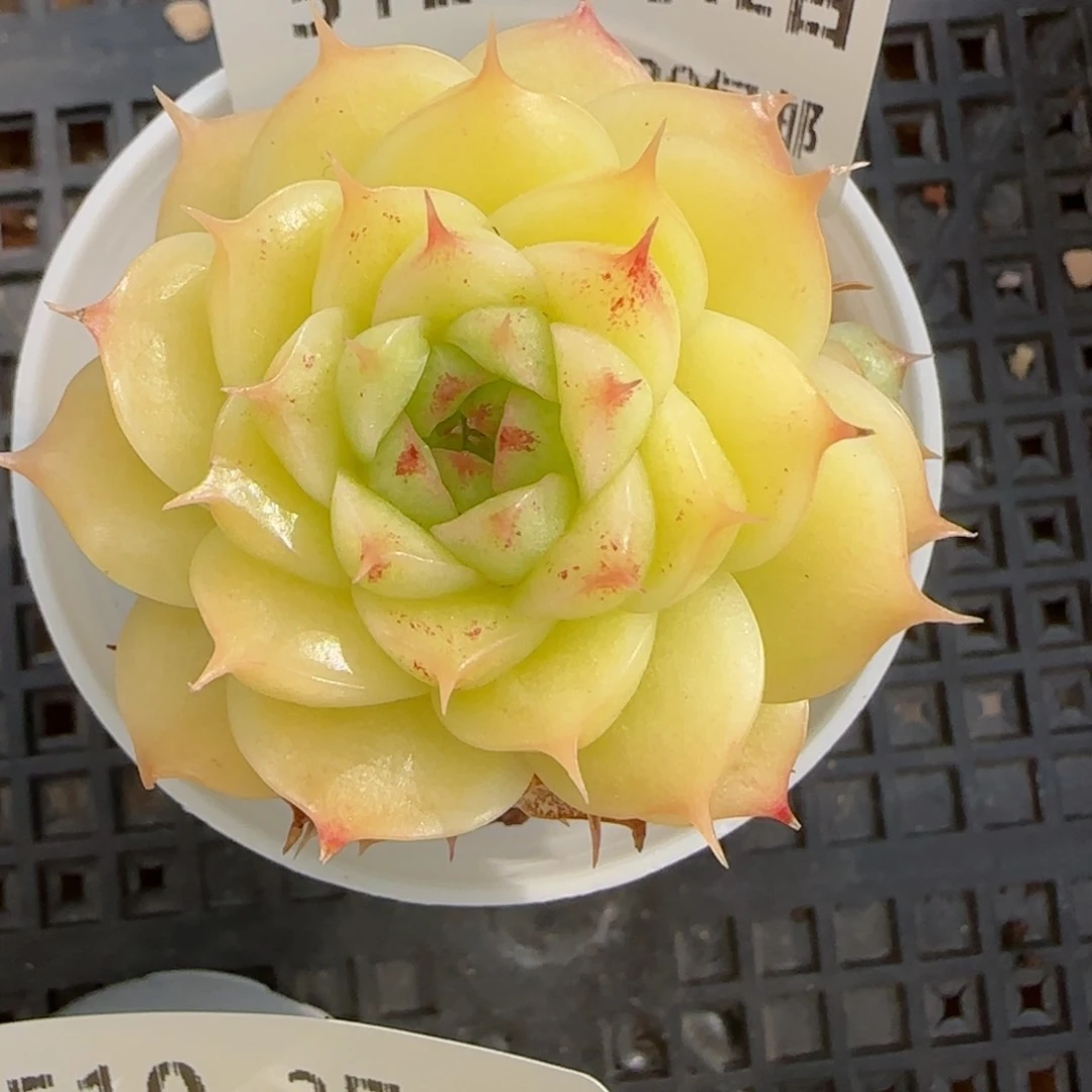 花语逸境0212-512