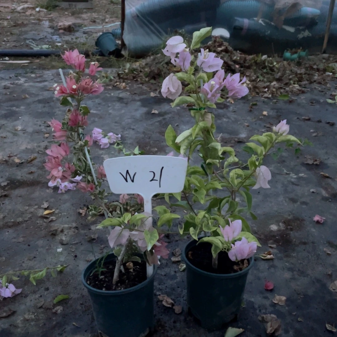 用***8全部花朵少女心+金边丽娜W21