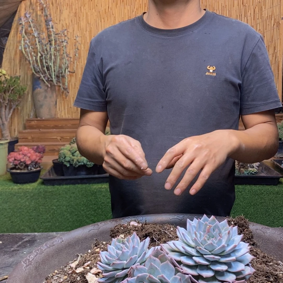 八****455号粉蓝鸟多肉植物