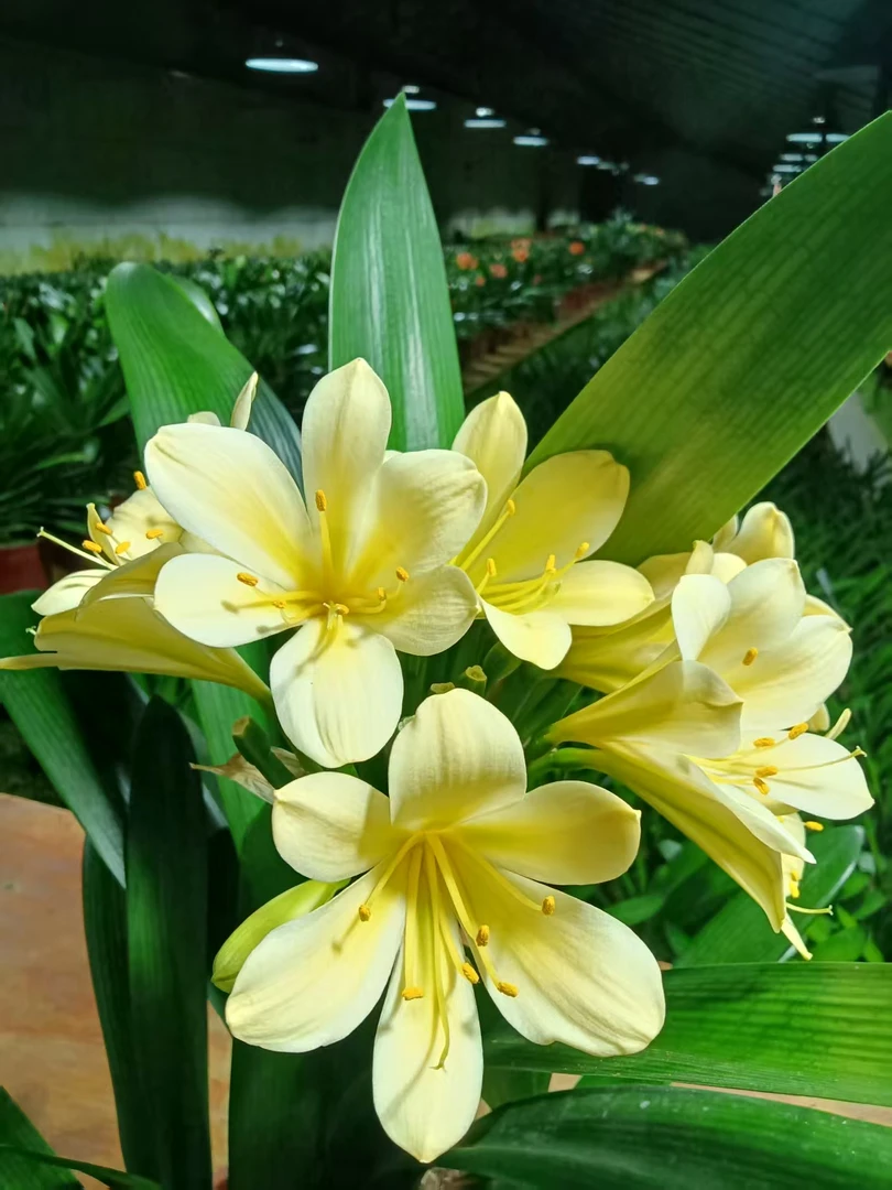 黄花绿芯君子兰花连接