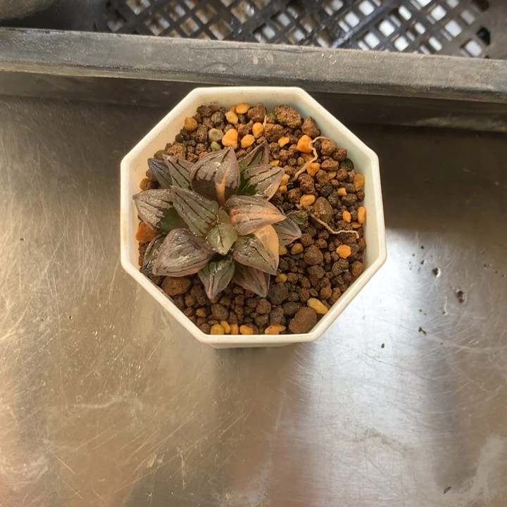 用****8西瓜寿锦一物一拍