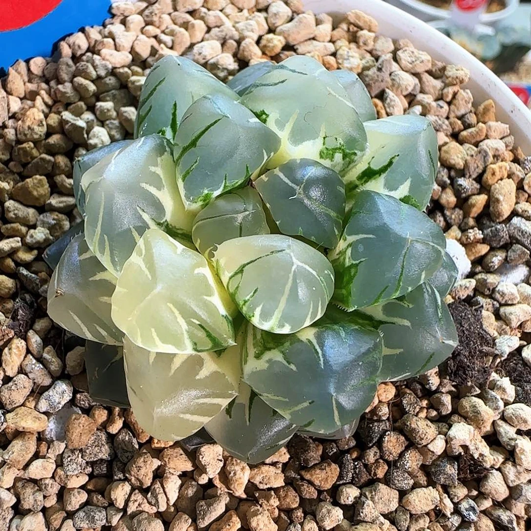 394号水中月早期版本一物一拍带盆