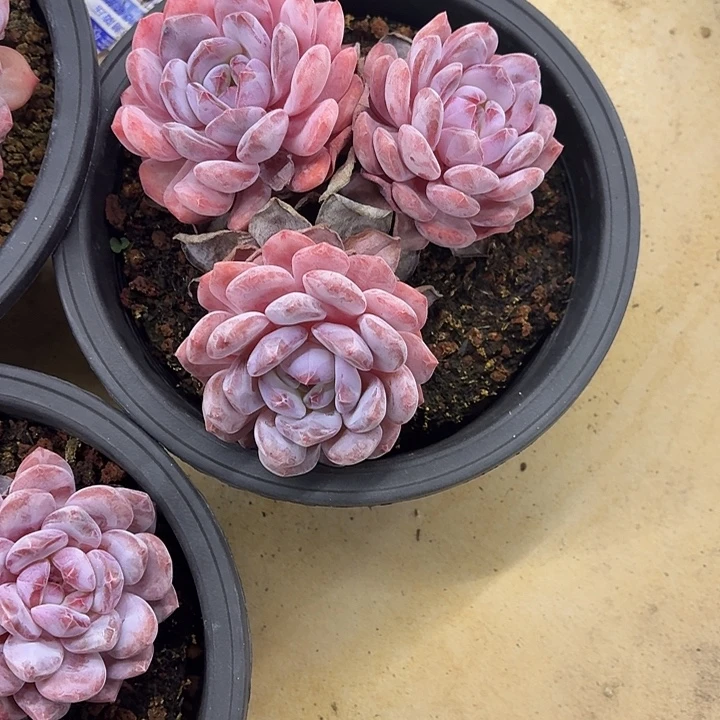 8***725.007韩橙多肉一个