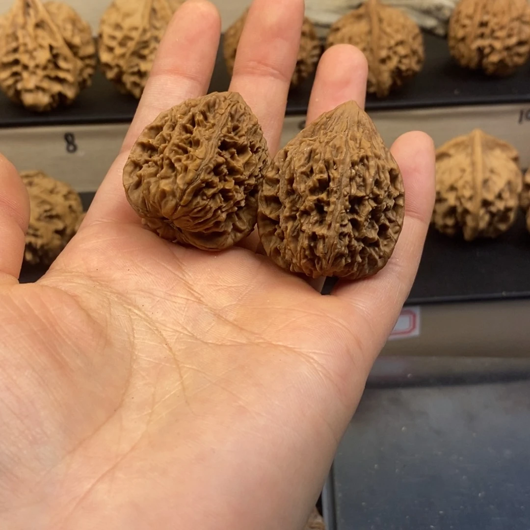 桃核吊坠影**像秦岭火狐狸32全品