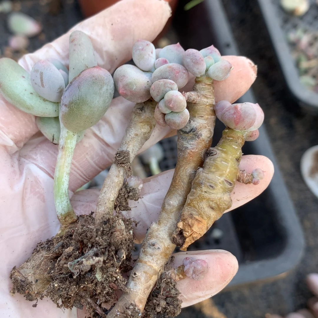 一起破烂不售后哈哈哈