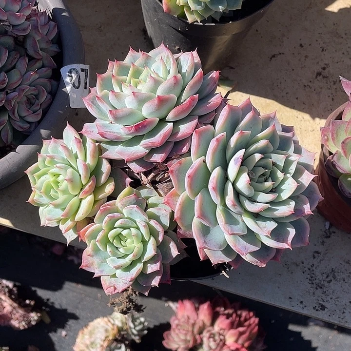 L***L孤星多肉植物群生