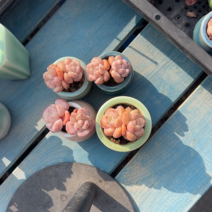 4个咪你紫梦露带盆