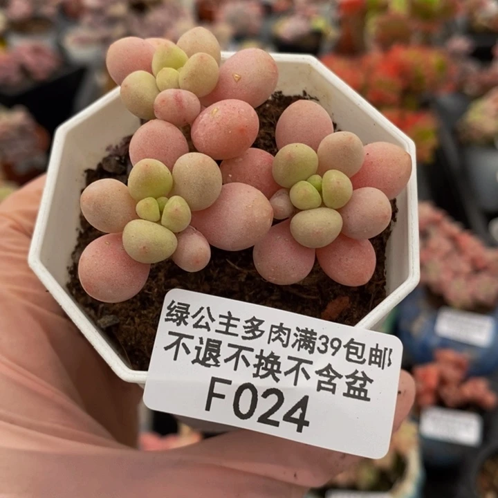 鱼子酱5cm024多肉植物
