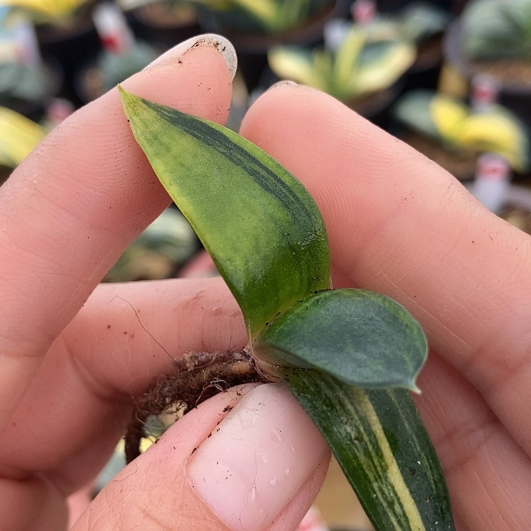 788卧牛实生锦带盆发货