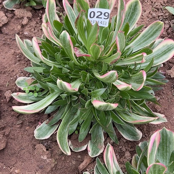 2.14-29男神多肉植物1