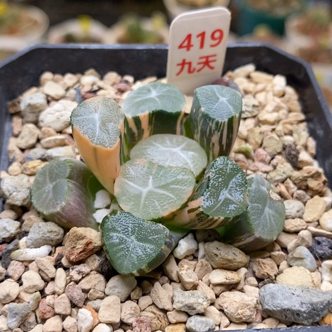 419号玉龙万象锦带盆发货