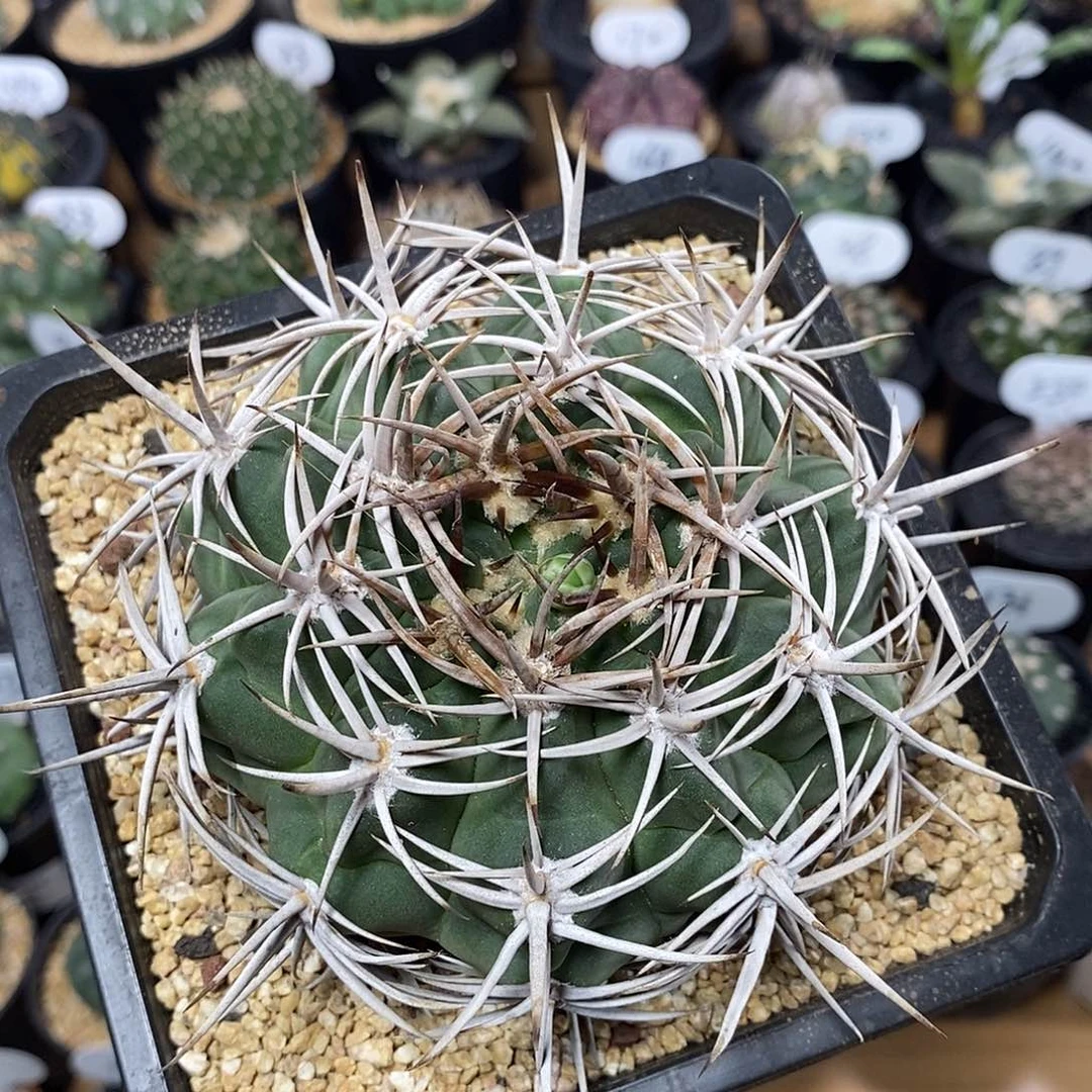 实生强刺碧岩玉255号10.5cm