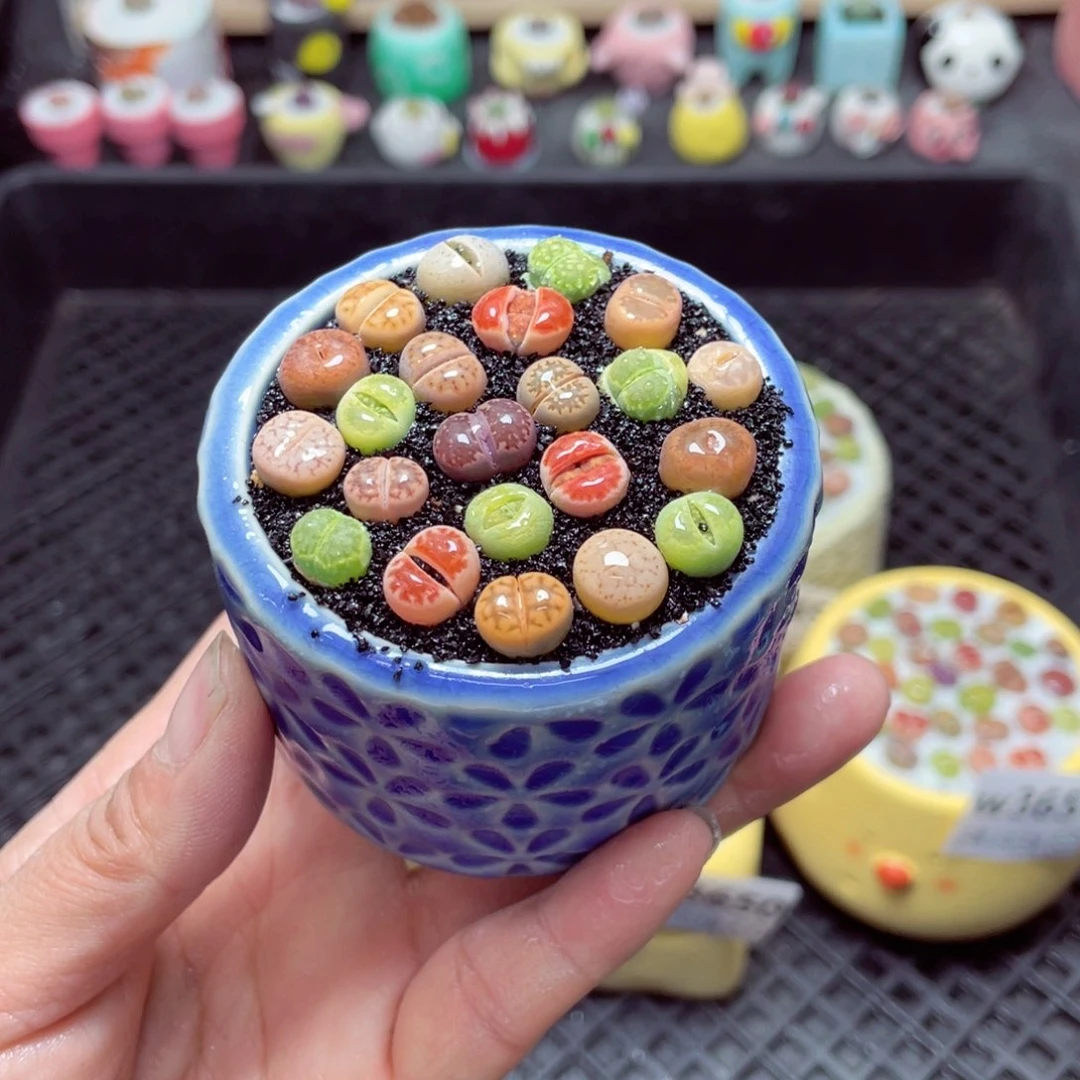 w3652 带盆土发货-零下地区拍保温箱