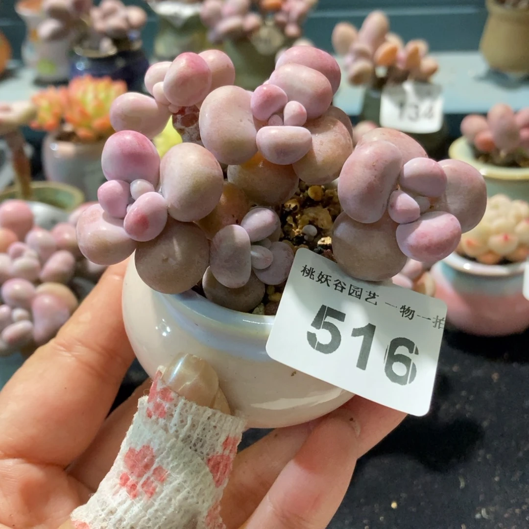 娜*～516糖果腰子蛋带盆土
