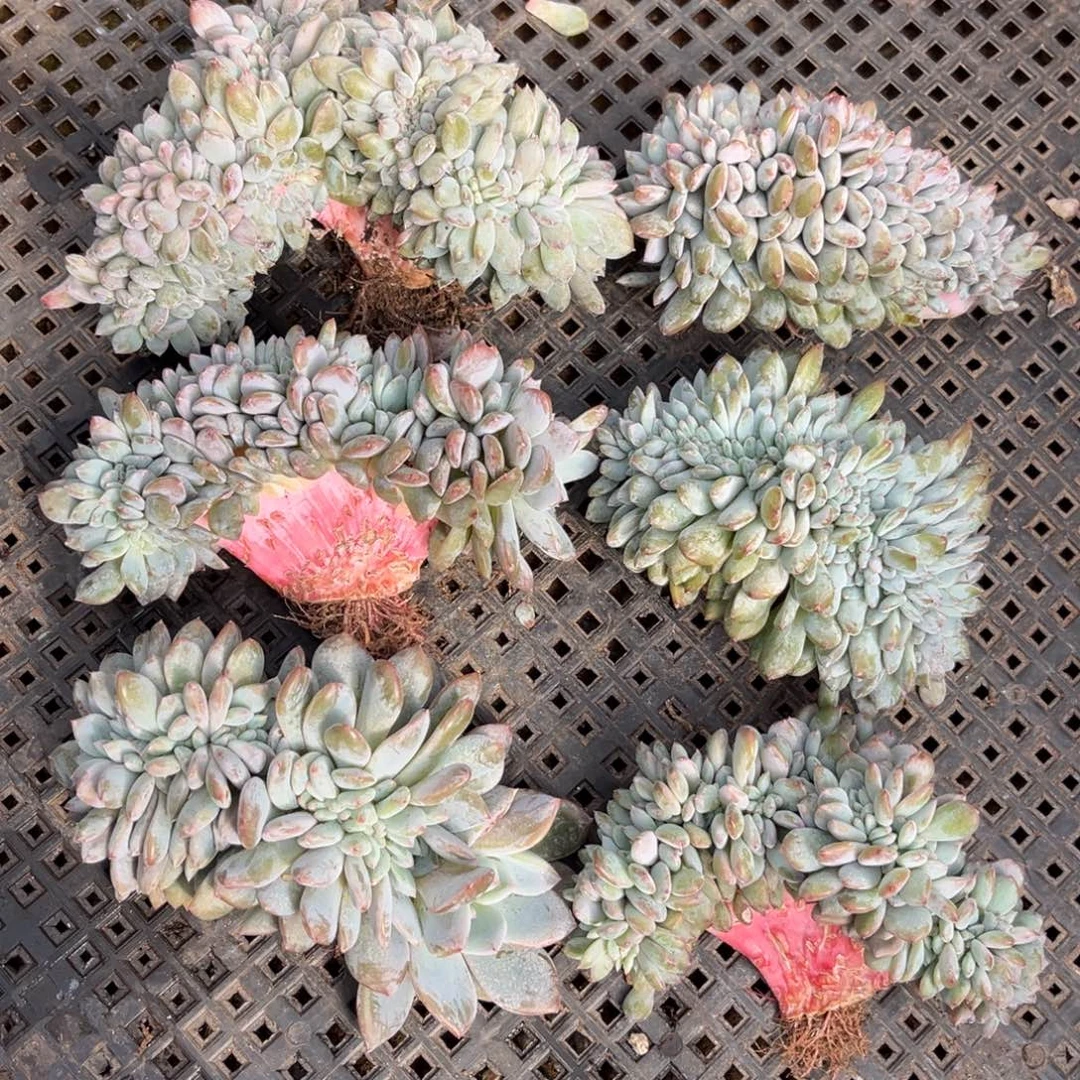 836号新疆西藏内蒙古不包邮