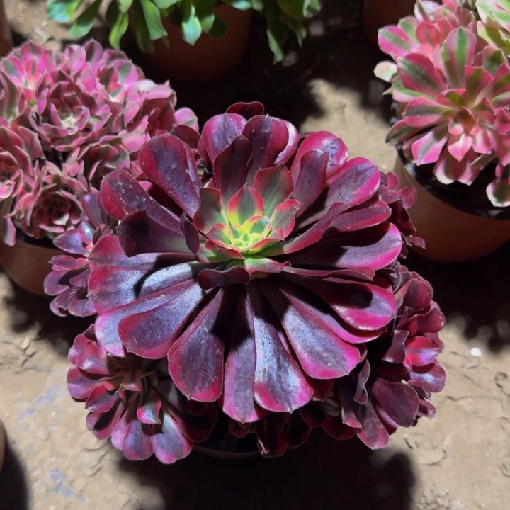 美杜莎周正9.9。