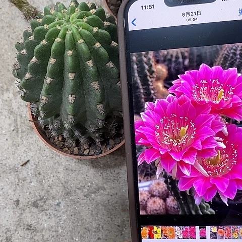 阿娥特娜丽花，268900