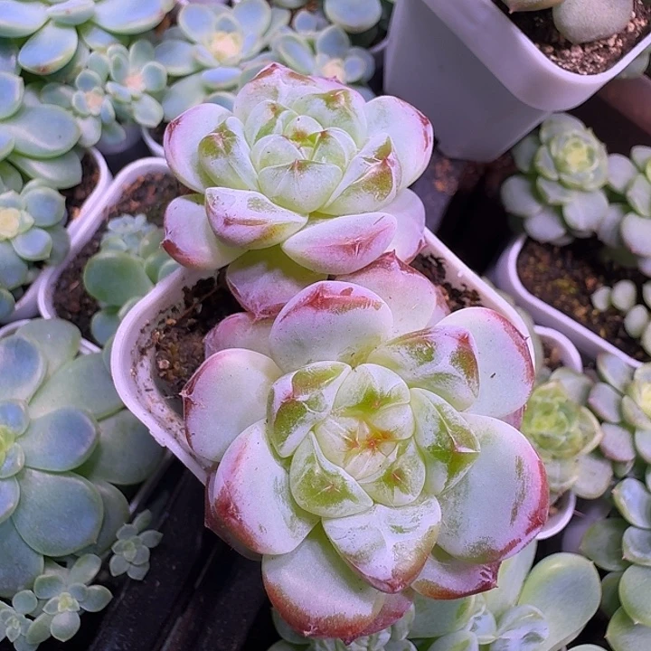 甜心877双头福利朵朵