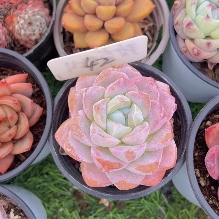 健健康康平平安安