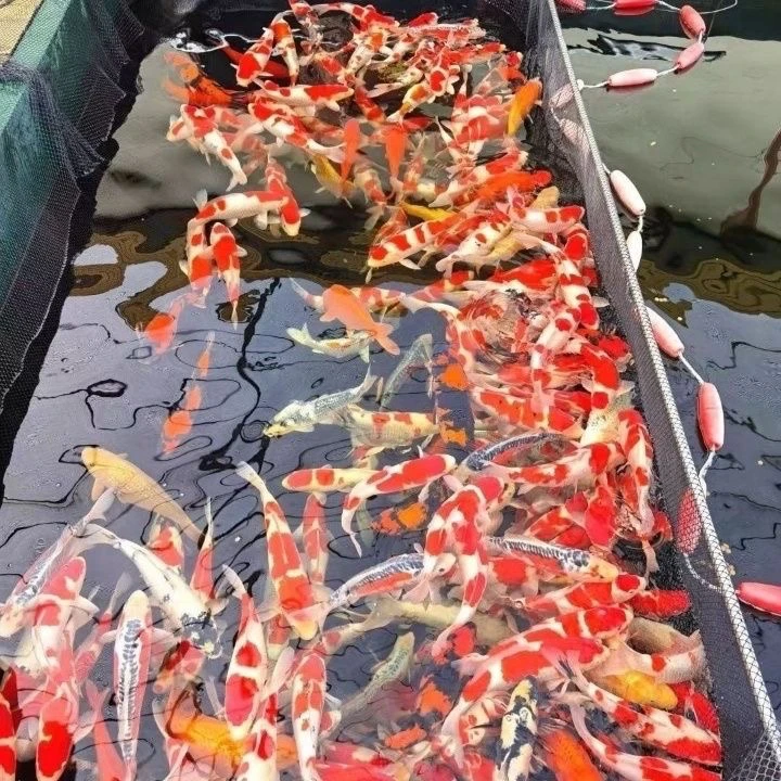 （包邮）好养耐活冷水锦鲤观赏鱼新奇宠物