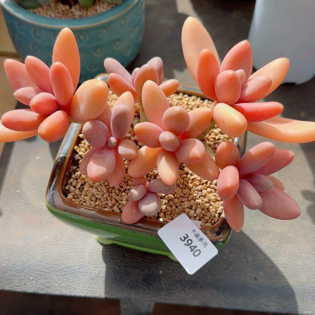 糖果美人，3940多肉植物