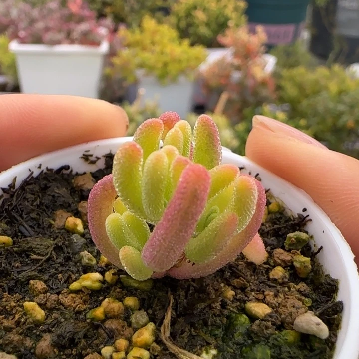 769-钻石黄锦植物枝干
