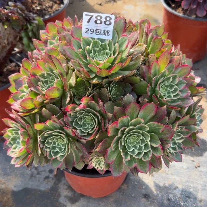 莲花……多肉植物……