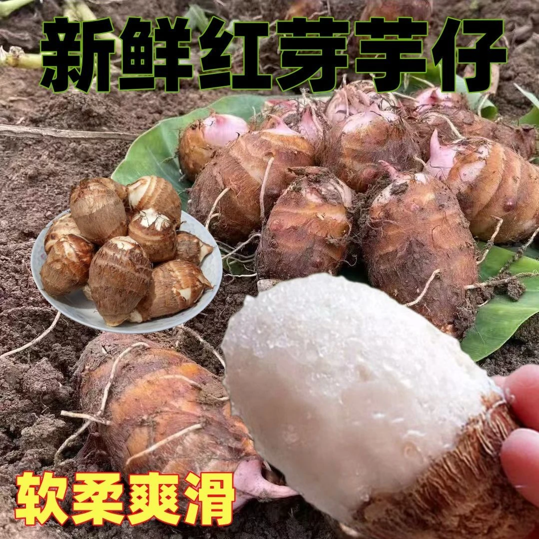 【精品果红芽芋】精挑细选江西上饶红芽奶香芋头新鲜现采现挖1-10斤