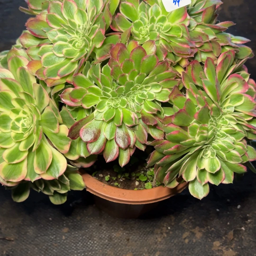 340玉姿缀多肉椅子