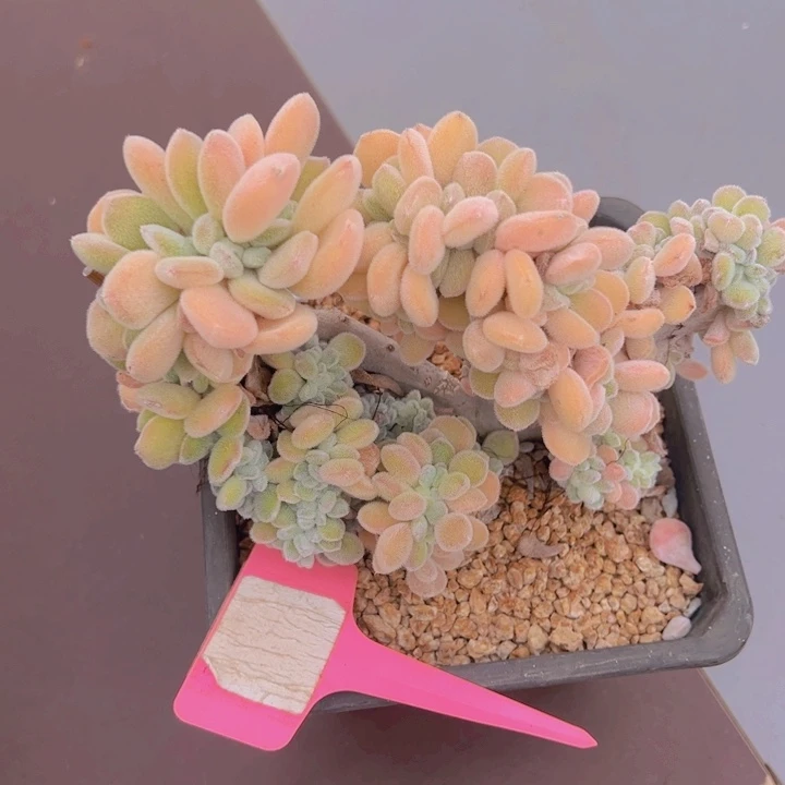 健健康康平平安安