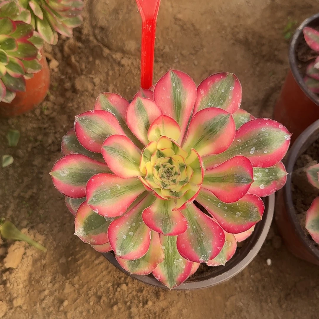 4186爱丽丝多肉法师