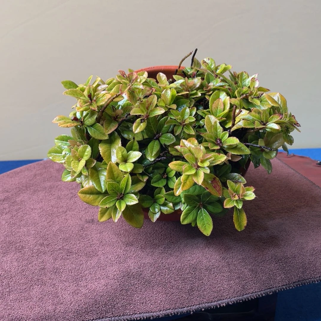 完全开放盆栽植物