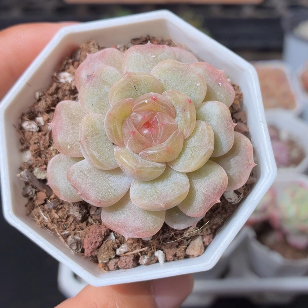 白色恋人多肉9.9包邮发货