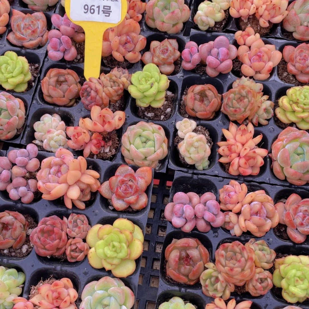 961号 精品小高货美肉九个