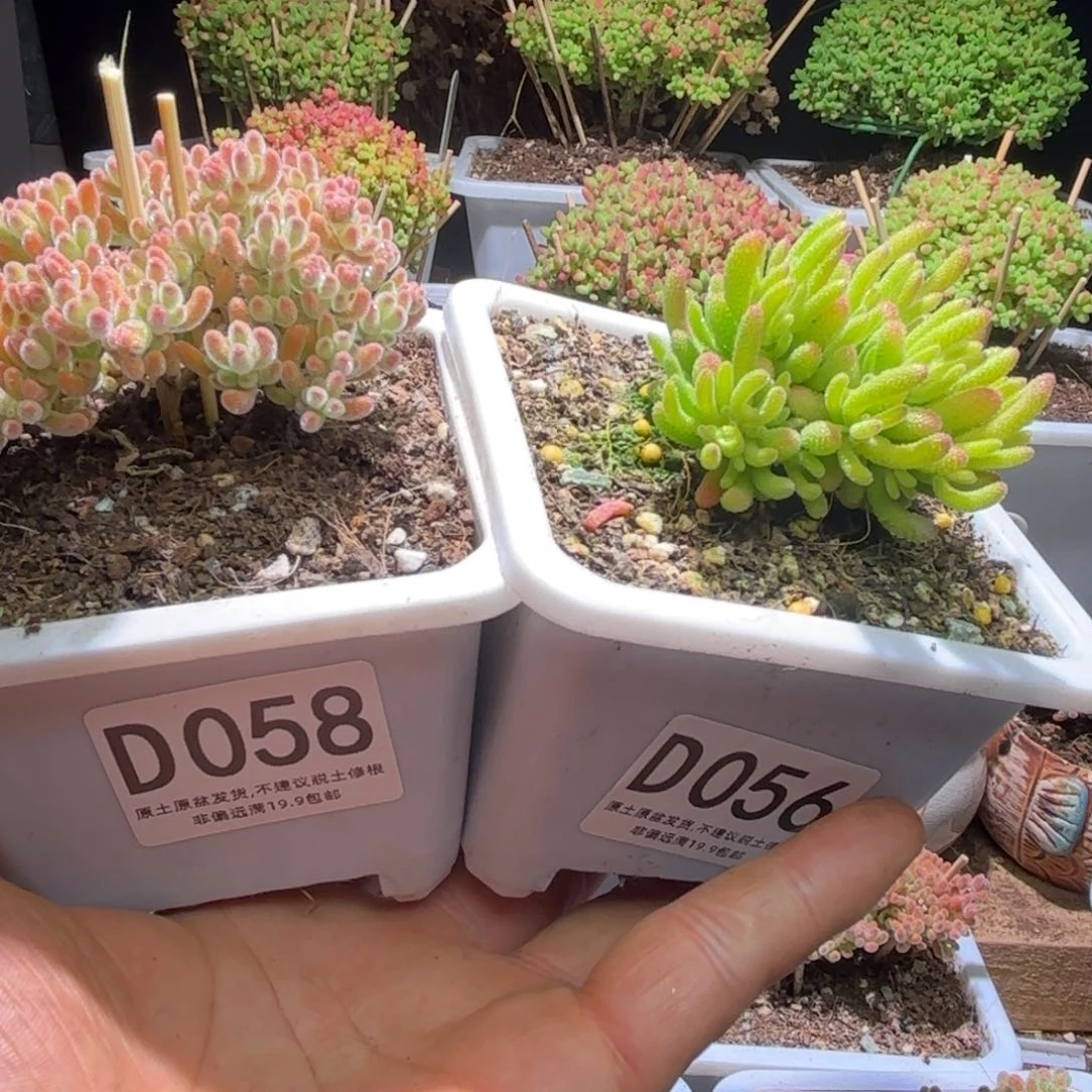 亭**河枝干番杏冰晶橙D058.冰糖D056