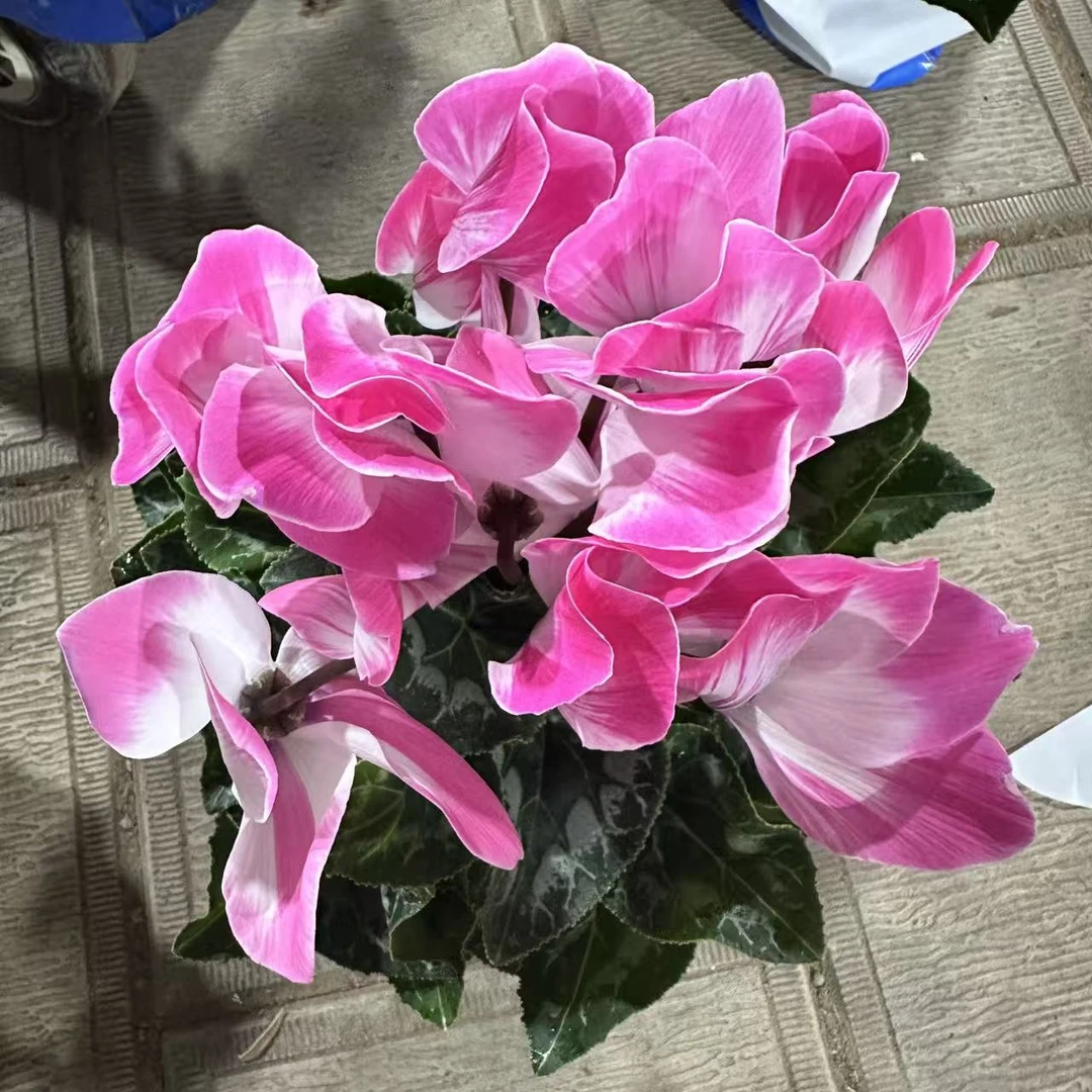 【胖胖】 玉荷~F1代仙客来带花带花苞发货