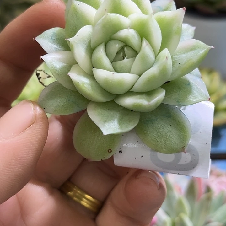 363麦秆高白瓷锦炸了多肉