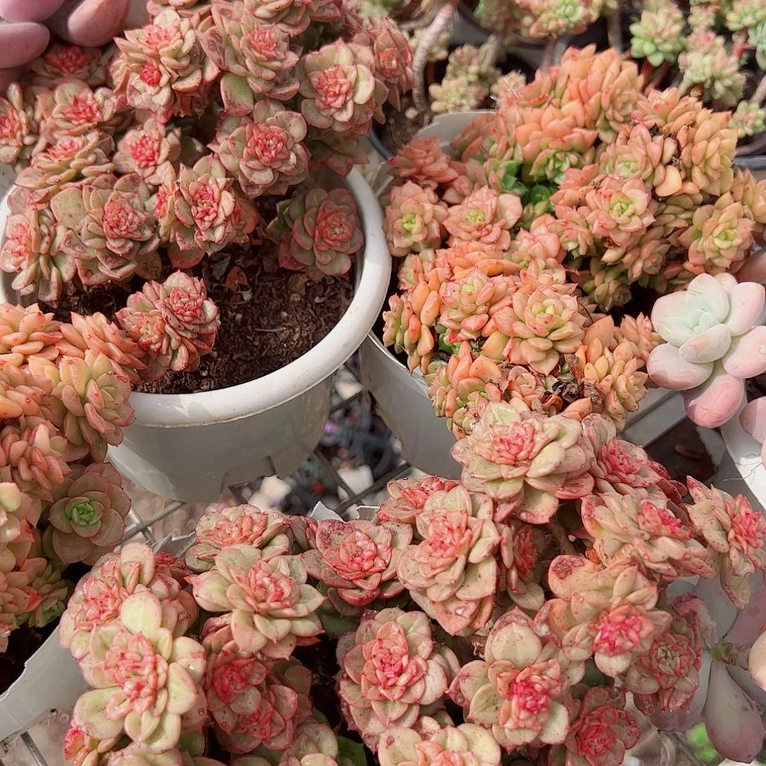 黄金蜡牡丹多头群生精品特价