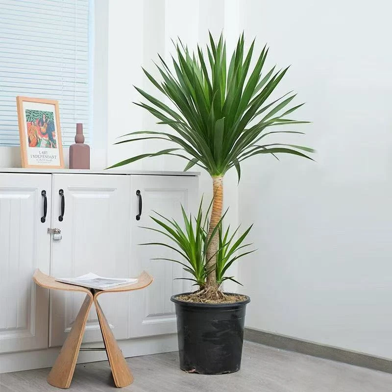 造型老桩两层龙血树办公室卧室客厅净化绿植黑珍珠造型基地发货