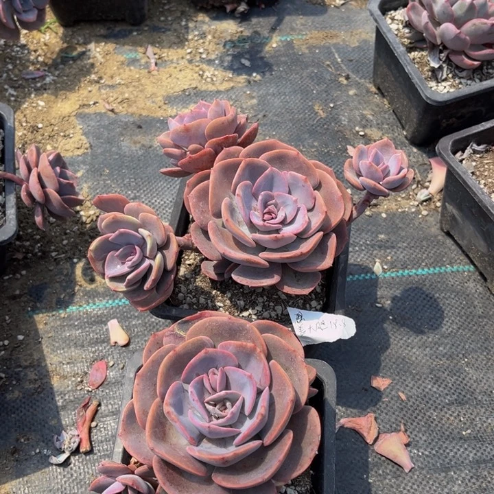 姜****尘埃玫瑰两颗一颗有疤痕