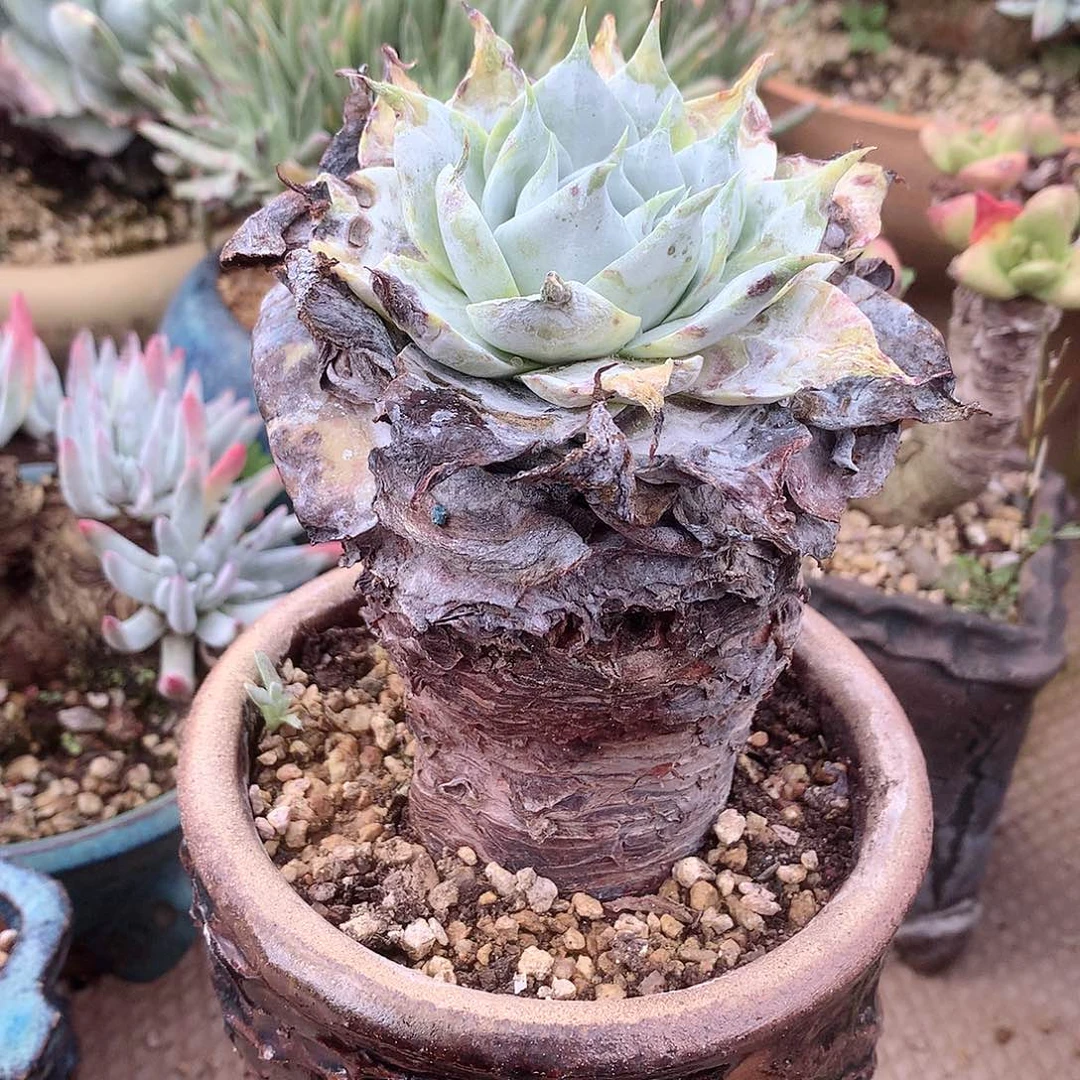 133雪山仙女杯花朵脸