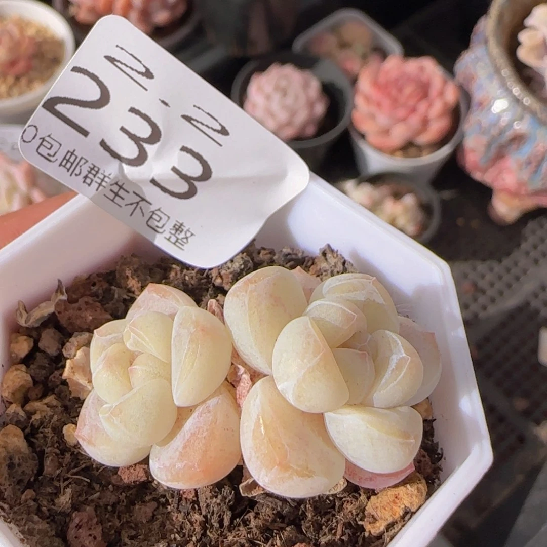 小脸冰玉双头一颗