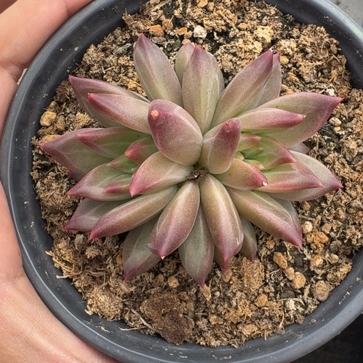 美人杂交 一物一拍