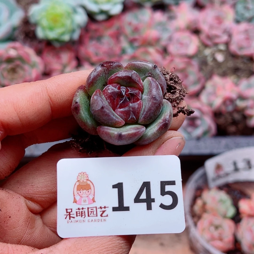 多肉植物多肉植物