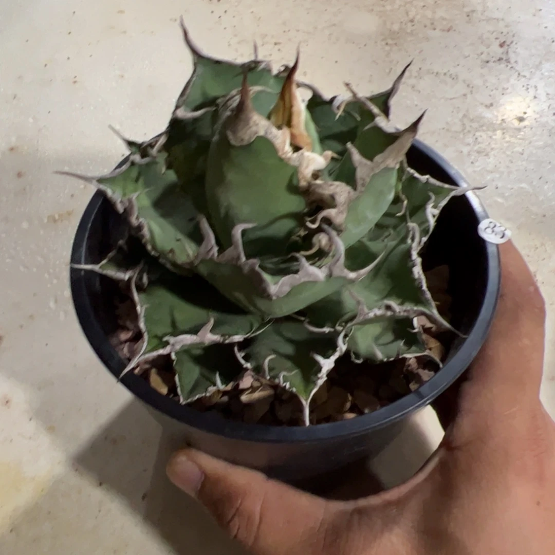 凯撒龙舌兰一物一拍脱土发