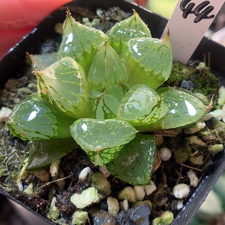 44号裹克一物一拍