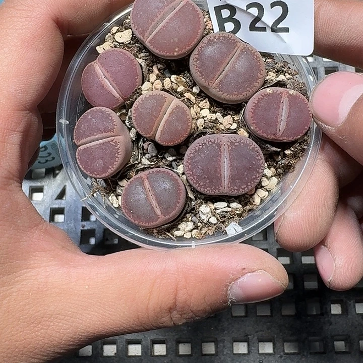 22 多肉植物多肉植物