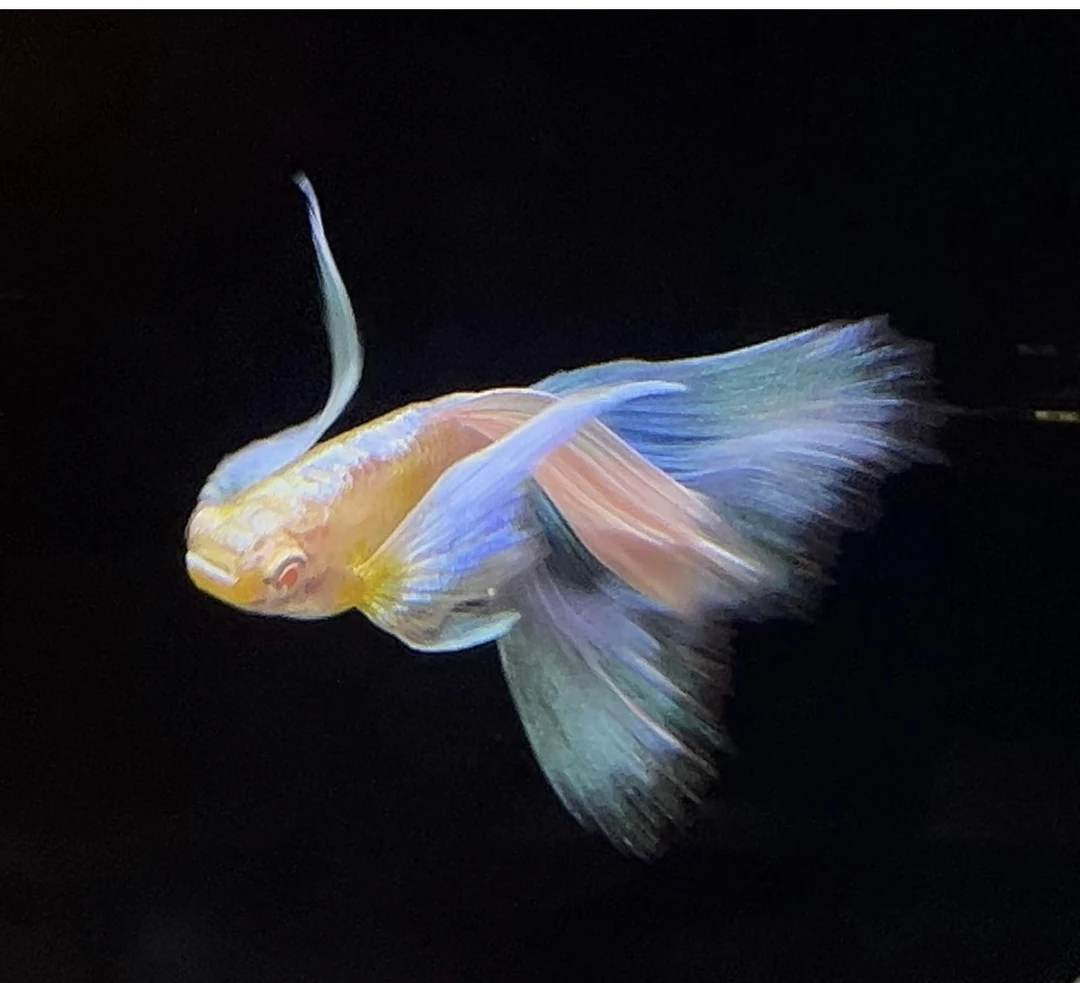 大尾鸥翼蓝白飞船孔雀鱼